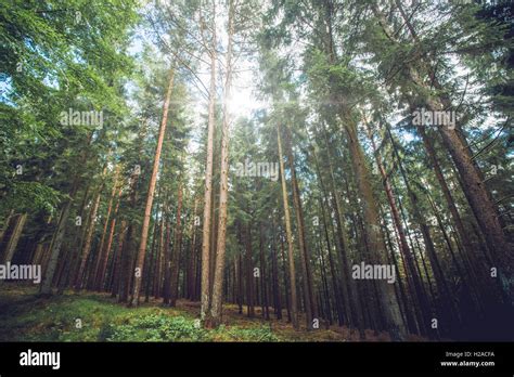 Sunlight Shining Through Tall Pine Trees In The Forest Stock Photo Alamy