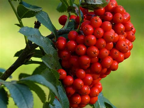 Rowan Berries Cluster · Free Photo On Pixabay