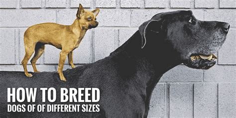 How To Breed Dogs Of Different Sizes Safely