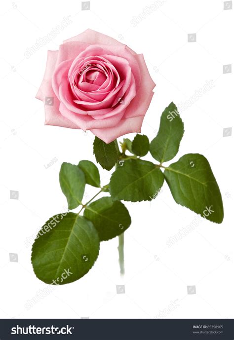 Pink Rose Leaves Stem Isolated On Stock Photo 85358965 Shutterstock