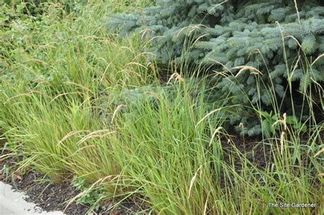 Calamagrostis X Acutiflora Karl Foerster The Site Gardener