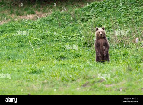 Brown Bear Standing Up Hi Res Stock Photography And Images Alamy