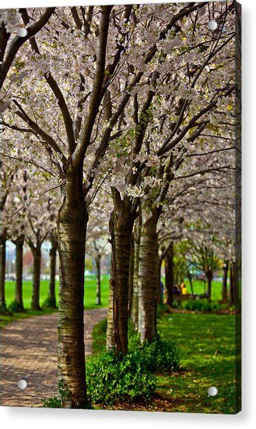 Cherry Trees At Spencer Smith Photograph By Craig Brown