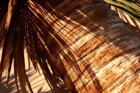 Premium Photo Closeup Of A Washingtonia Palm Tree Trunk Revealing