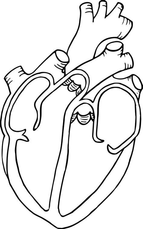 Free Printable Diagram Of The Human Heart Human Heart Diagram Heart