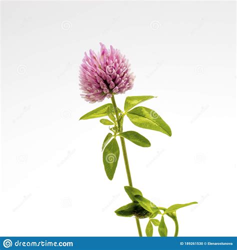 Flower Of A Red Clover Clover With Leaves And A Stem Close Up Stock