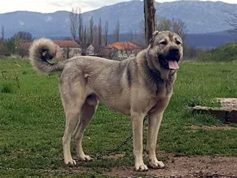 Kangal Dog Breed Information 50 Hd Pictures All About Dogs