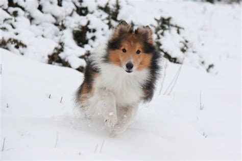 The Knights Shelties We Are Snow In