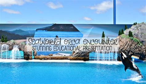 Seaworld Orca Encounter Stunning Educational Presentation Brie Brie