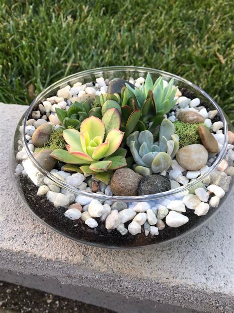 Glass Terrarium Bowl With Succulents Kit To Make Terrarium Etsy