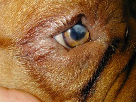 Entropion In Dogs Symptoms Causes Types Corrective Surgery Before