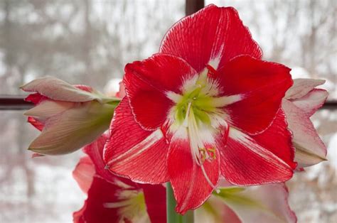 Silver Dream Amaryllis Always Wholesale Pricing Colorblends®