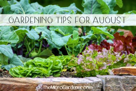 Gardening Tips For August The Micro Gardener