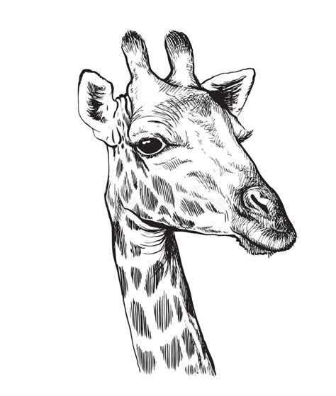 Giraffe Head Drawing Outline