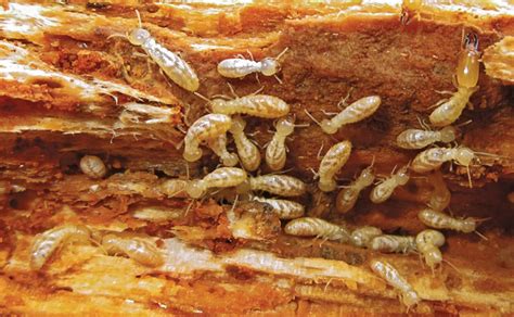 Homewreckers Protecting Property Through Termite Management Pest
