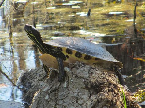 Cannundrums Yellow Bellied Slider