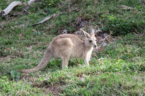 Wildlife In Brisbane Top 10 Wild Native Australian Animals In