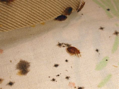 Bed Bugs And Other Specialty Pest Removal Services In Denver Budget Pest Control
