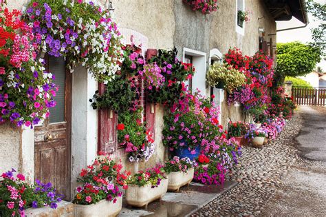 There are thousands of cultivars and about 110 species found in the wild in central and south america. 7 easy tips for big hanging baskets | How-to videos, DIY ...
