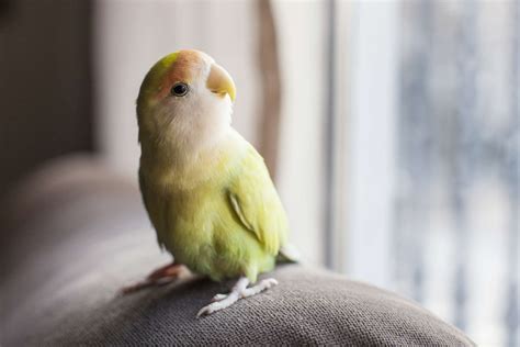 Cool Tricks You Can Teach Your Pet Bird