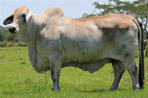 Brahman cattle may vary in color depending on the goals of the cattlemen who breed them, but their genetic purity does not. Brahman Cattle Blog - Moreno Ranches