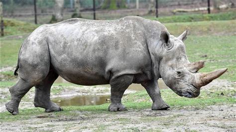 Hope Rising To Save Nearly Extinct Northern White Rhino