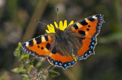 Small Tortoiseshell Butterfly Photograph By Science Photo Library Pixels