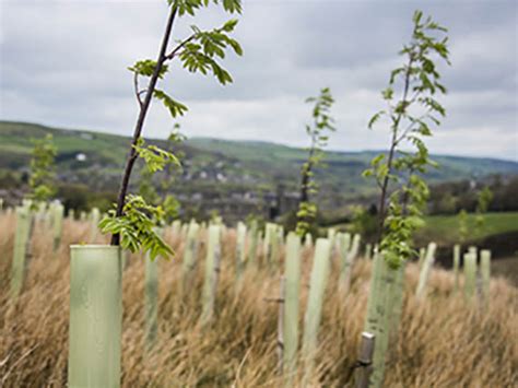 The Northern Forest Planting 50 Million Trees The Woodland Trust