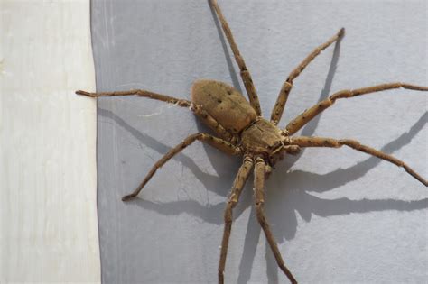 Female Heteropoda Venatoria Huntsman Spider In Chiefland Florida
