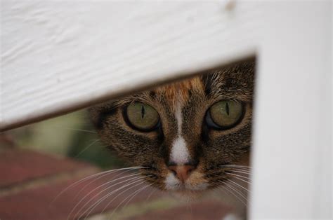 Gene Drive Technology A New Hope In The Fight Against Feral Cats