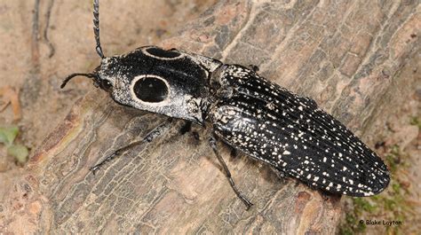 Eyed Click Beetle Vol 2 No 29 Mississippi State