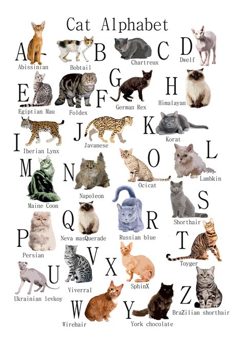 A Z Of Cats Poster Cats Alphabet Cat Poster Illustration Etsy