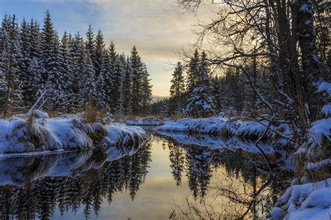 Desktop Wallpapers Winter Spruce Nature Snow Forests River Seasons