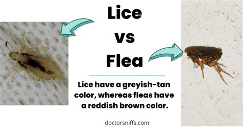 Lice Vs Flea Comparison Friendly Guide To Pest Differences