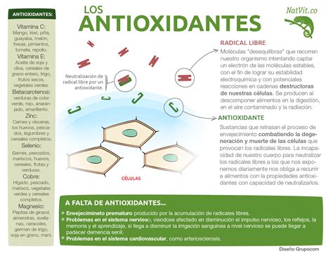 Los antioxidantes y sus beneficios para la salud Infografías y Remedios