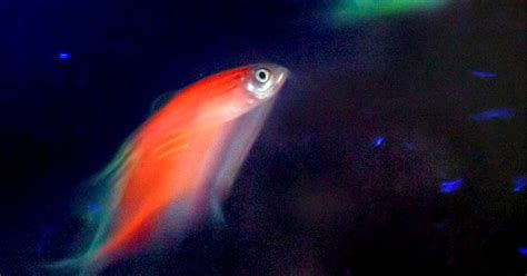 A dark side of glowing fish?