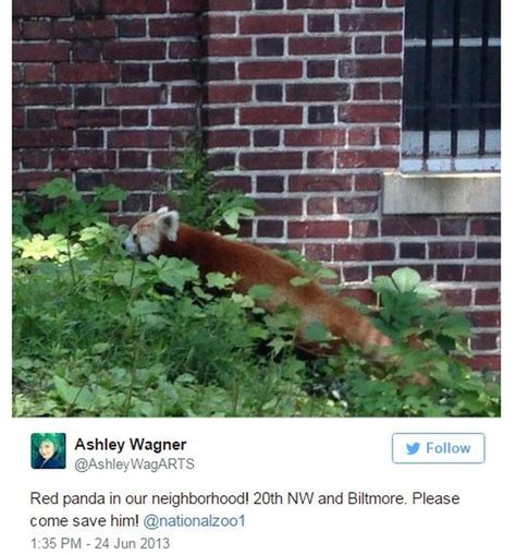 Lovelorn Red Panda Escapes From Virginia Zoo Bbc News