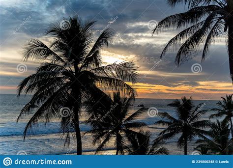 Palm Trees At Sunset By The Ocean Stock Photo Image Of Green Outdoor