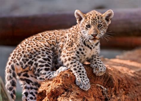 Jaguar Cubs For Sale