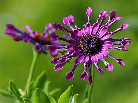 Free Photograph African Daisy Flowers