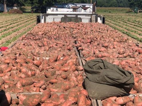 is acreage down on north carolina sweet potatoes