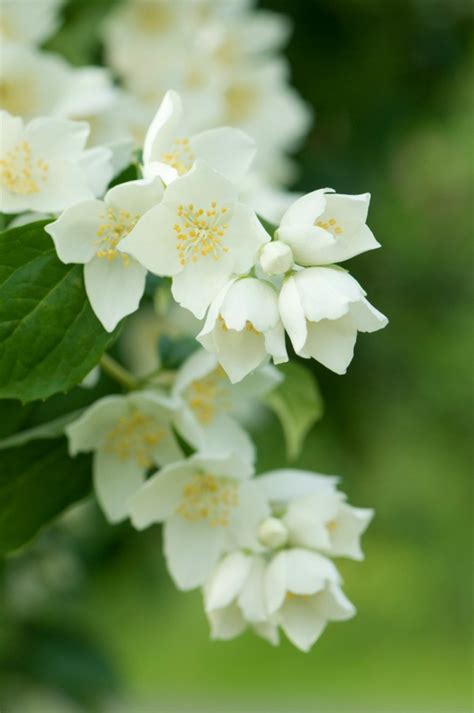 Jasminium samba flowers are used to make this particular beverage, which has a base of white, green you can control the height through pruning or pinching in the dormant season. Jasmine Not Blooming | ThriftyFun