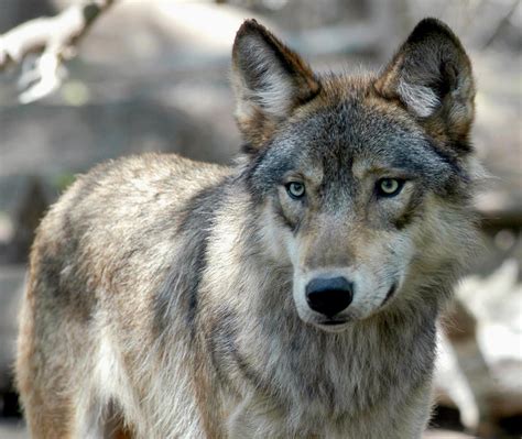 Hunting To Resume After Wyoming Gains Authority Over Wolves The