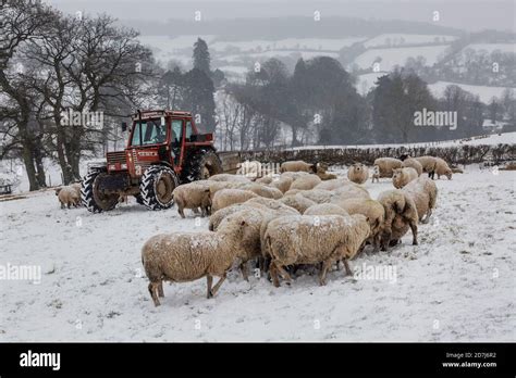 Working Work Farm Sheep Dogs Hi Res Stock Photography And Images Alamy
