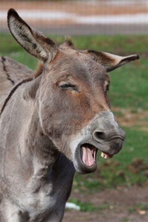 Comical Looking Donkey With Mouth Wide Open Showing Teeth Funny