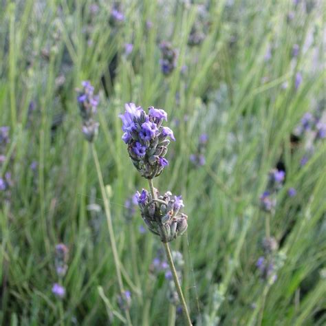 Lavandula Spica Dandv Plant Production