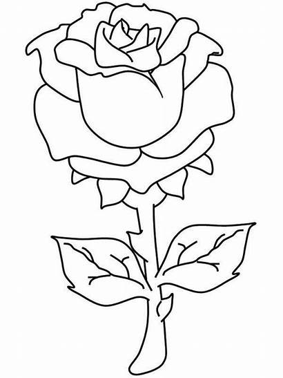 Coloring Rose Pages Roses Adults Printable Realistic
