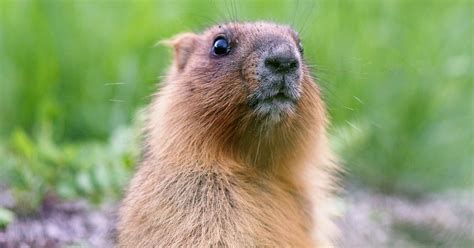 Groundhog Day Roots Astronomy Holiday Spiritual Meaning