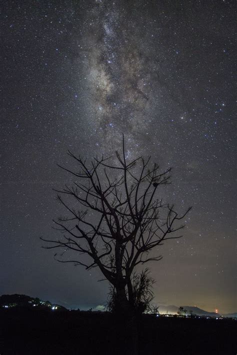 Free Images Tree Forest Sky Night Star Milky Way Atmosphere