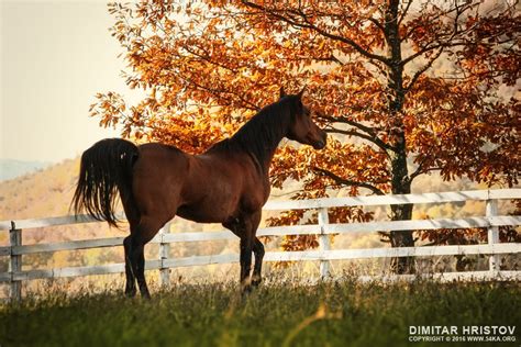 Horse In The Beautiful Shine Autumn Forest 54ka Photo Blog